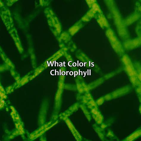 What Color Are Elephants - colorscombo.com