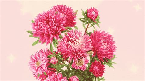 Aster Name Meaning