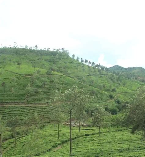 Best Heritage Resort in Thekkady | Springdale Heritage