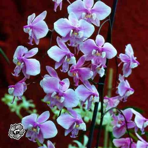 Attachment to the Divine : spiritual meaning of flower