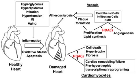 Pathophysiology | Topical Collection : Feature Papers in Pathophysiology