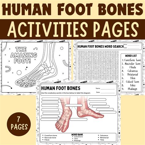 Foot Bone Labeling