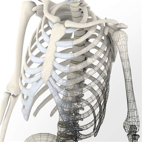 Image result for Model of Skeleton
