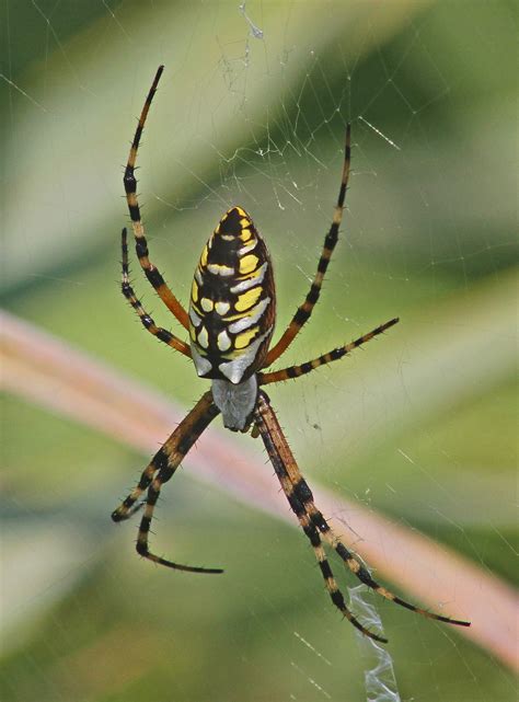 8 Pics Yellow Garden Spider Poisonous And Review - Alqu Blog