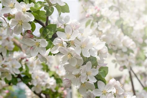 White blossoming apple trees in sunlightspring season | Premium Photo