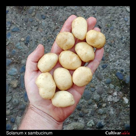 Image result for Vegetative Reproduction Potato
