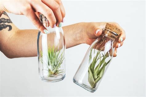 How to Properly Water Air Plants 的图像结果