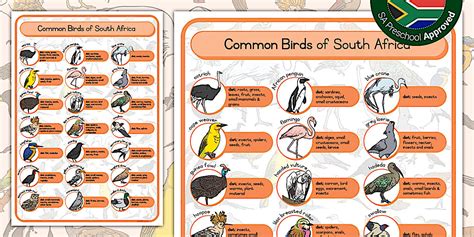 Grade R: Common Birds of South Africa Identification Chart