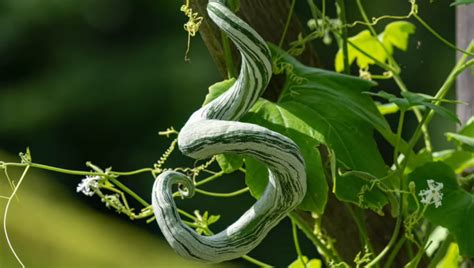 Image result for Python Snake Bean Seeds