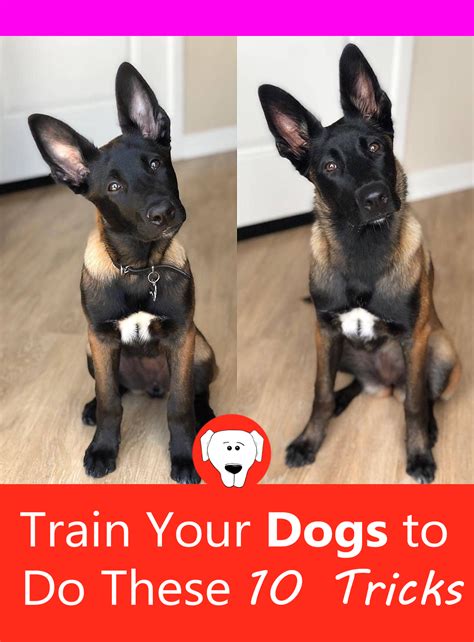 Train Your Dogs to do These 10 Tricks | Training your dog, Dogs, How to ...