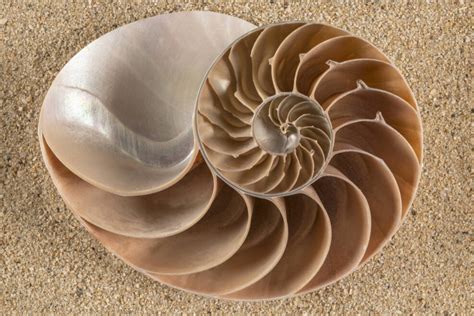 Image result for The Intelligent Design Theory