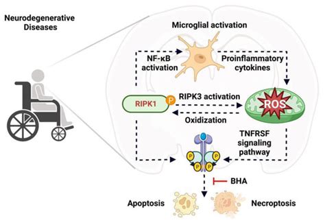 Antioxidants | Special Issue : Oxidative Stress and Inflammation in ...