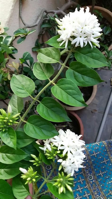Jasminum sambac arabian jasmine plant care and culture – Artofit