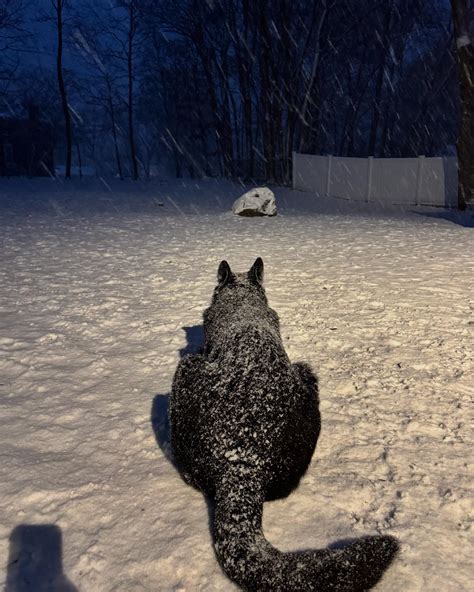 Mrs Cal | When you find something you love….and it’s an irresistible bargain! I don’t think he’s ...