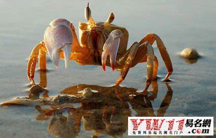 【梦见吃螃蟹黄】【图】梦见吃螃蟹黄什么含义 为你揭秘你的运势(3)_伊秀星座|yxlady.com