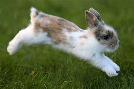 Image result for Cute Bunny Hopping