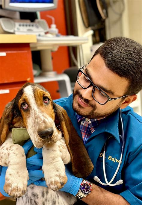 Can Dogs Eat Pineapples Safely? A Vet-Approved Guide