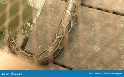 Image result for Python Hissing