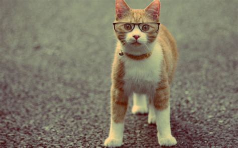 🔥 [60+] Cat With Glasses Wallpapers | WallpaperSafari