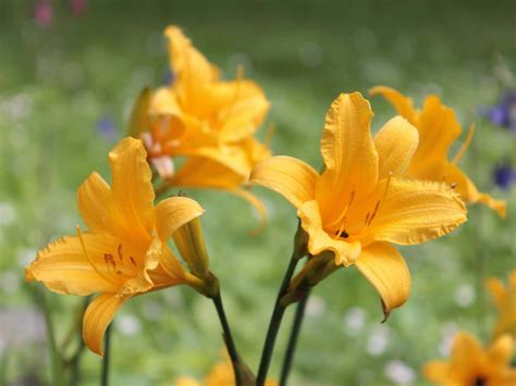 Hemerocallis - care, pruning, watering, repotting