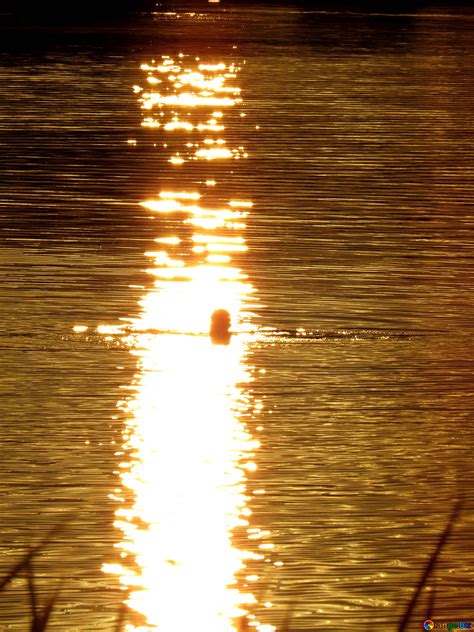Nature Beach Swimming 的图像结果