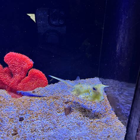 SHANGHAI OCEAN AQUARIUM - All You Need to Know BEFORE You Go 2026 (with ...