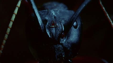 Phase IV – [FILMGRAB]