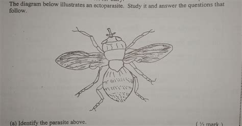 Solved: The diagram below illustrates an ectoparasite. Study it and ...