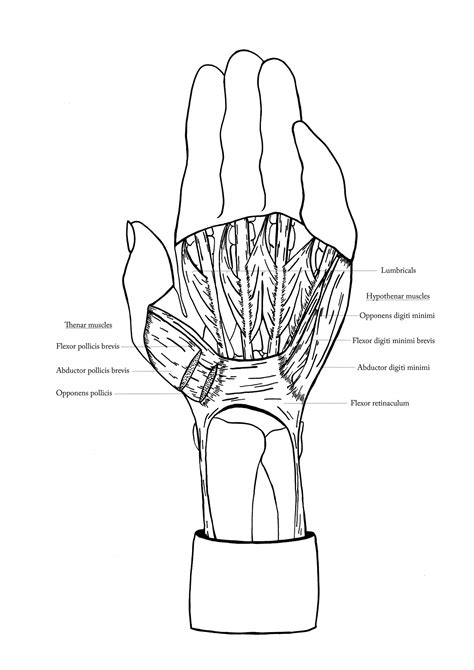 Image result for Hand Dissection
