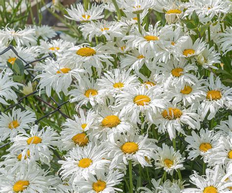 Best Shasta daisies: 10 varieties to add cheer to a yard | Homes and ...