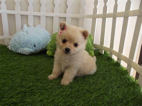 Cute Puppies HD Wallpapers