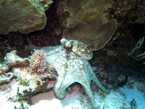 ROATAN DIVE CENTER (2026) All You Need to Know BEFORE You Go (with ...