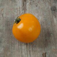 Bush Tomato 'Ida Gold' (Solanum lycopersicum) seeds