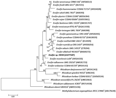 Optimization of Production of Polyhydroxyalkanoates (PHAs) from Newly ...