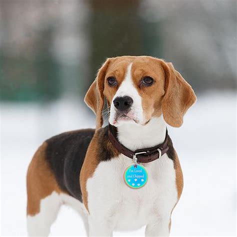 Manruta Pet Microchip Tags 2 Pack Colorful Stainless Steel India | Ubuy