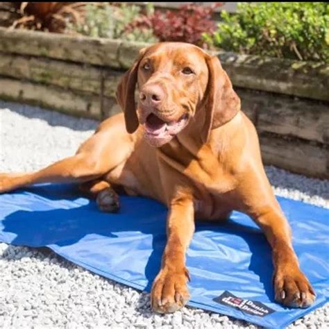 How Do Pet Cooling Mats Work at Mark Fletcher blog