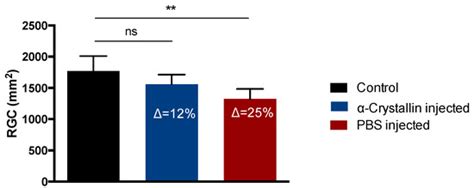The Small Heat Shock Protein α-Crystallin B Shows Neuroprotective ...