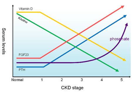 Chronic Kidney Disease—Mineral and Bone Disorder (CKD-MBD), from Bench ...