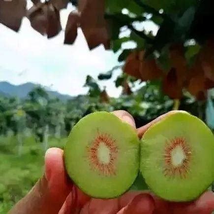 预售农家自产绿心猕猴桃-产品信息-中国猕猴桃网
