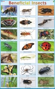 Beneficia Insects Chart Paper Print - Educational posters in India ...