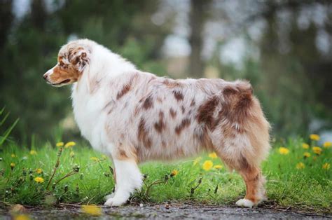 The Australian Shepherd Tail Mystery — Do They Have A Tail?