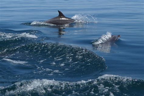 Dolphin 的图像结果