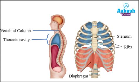 Human Respiratory System in Biology: Definition, Types and Importance ...