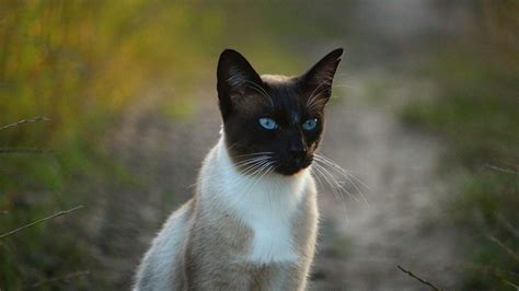 Download wallpaper 3840x2160 siamese cat, cat, blue-eyed 4k uhd 16:9 hd ...