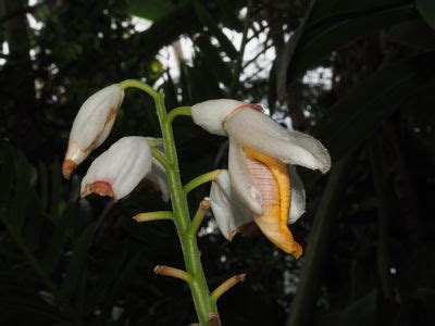 Alpinia malaccensis (Burm.f.) Roscoe | Plants of the World Online | Kew ...