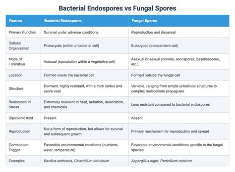 Bacterial Endospores vs Fungal Spores