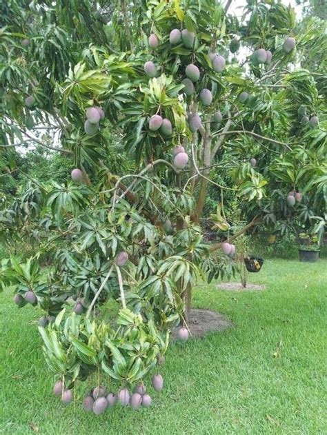 Punarva Mango Plant Badami Grafted Mango Plant. : Amazon.in: Garden ...