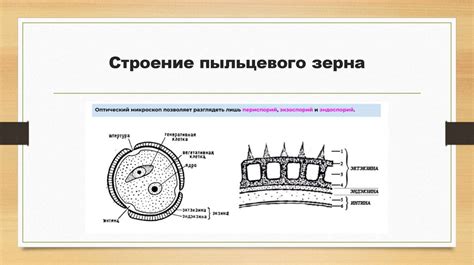 Морфология пыльцевых зерен. Пыльца хвойных древесных пород ...