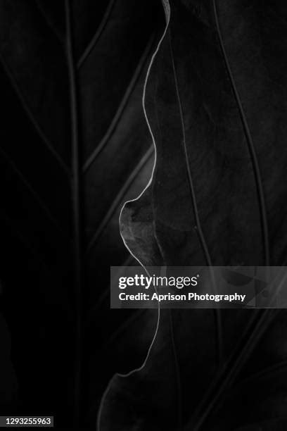 Image result for Java Art Style