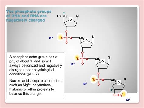 PPT - DNA dan RNA UNIT STRUKTURAL DALAM SEL PowerPoint Presentation ...